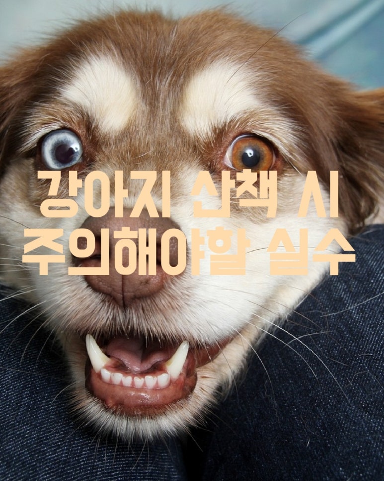 강아지 산책 시 주의해야 할 실수