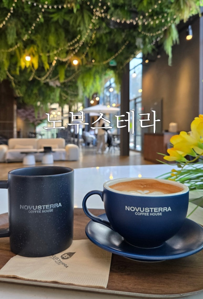 노부스테라 이미지