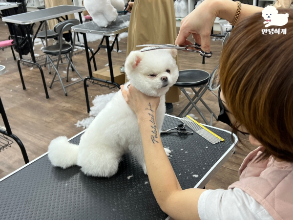 부산 강아지미용학원: 직장인 위한 저녁/주말반 운영