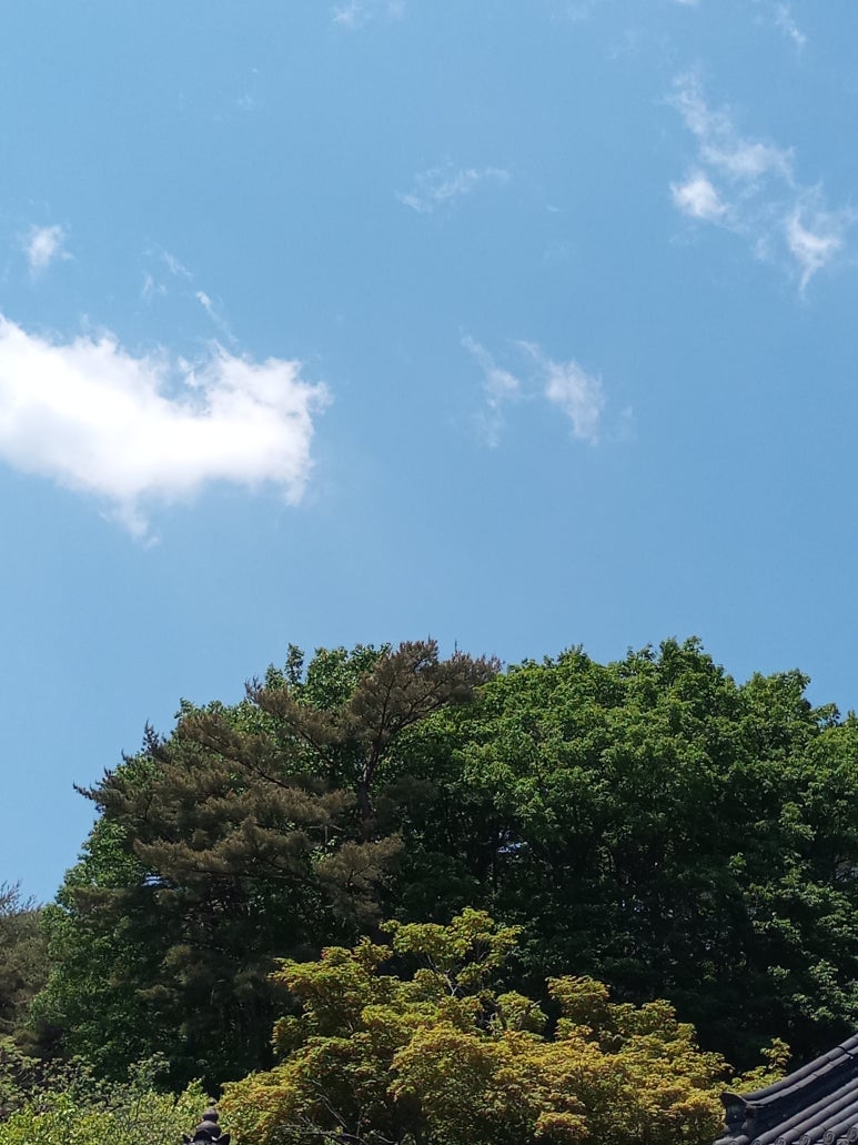 누리능이백숙 이미지