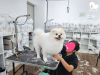 부산 강아지미용학원: 직장인 위한 저녁/주말반 운영 — 사진 5