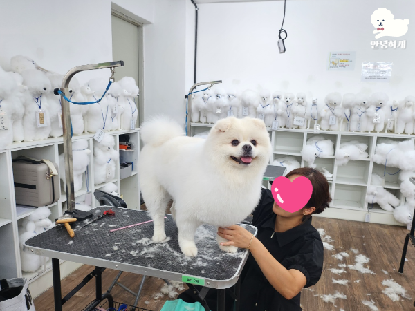 부산 강아지미용학원: 직장인 위한 저녁/주말반 운영 — 사진 5