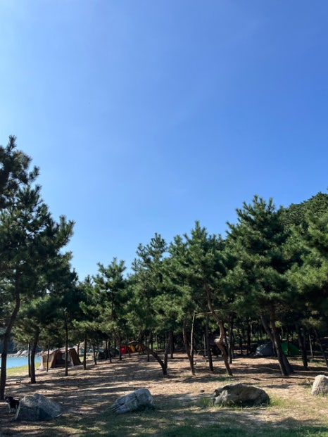 할매야영장 이미지