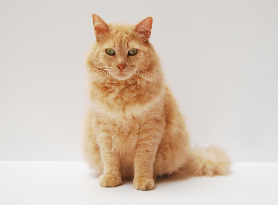 스키타는고양이 이미지