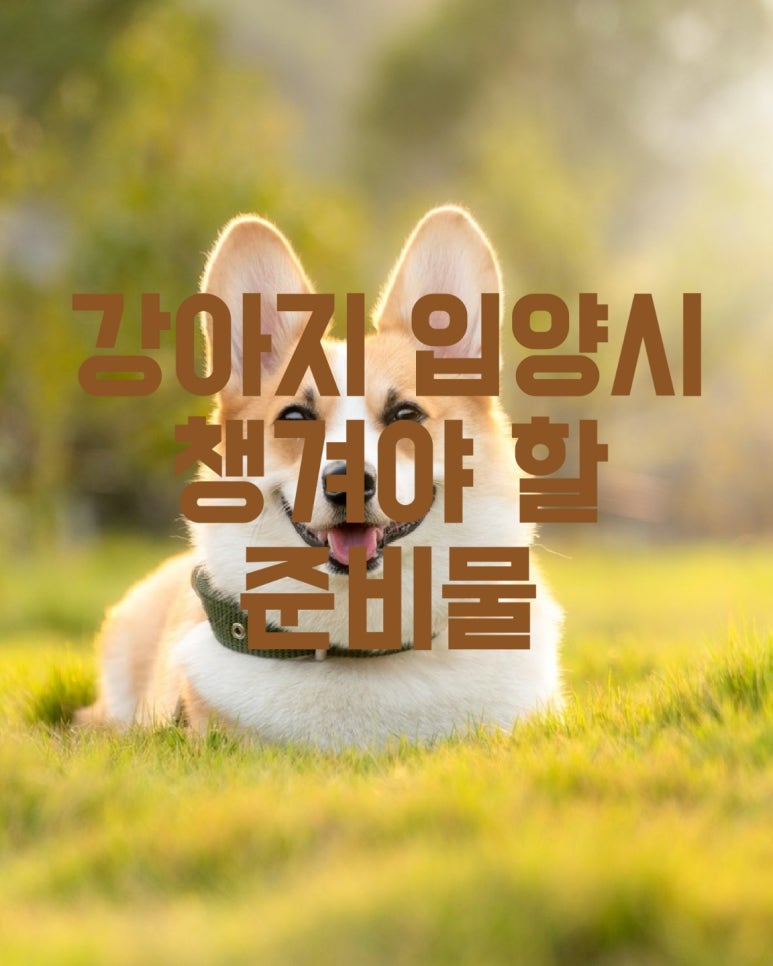 강아지 입양시 챙겨야 할 준비물