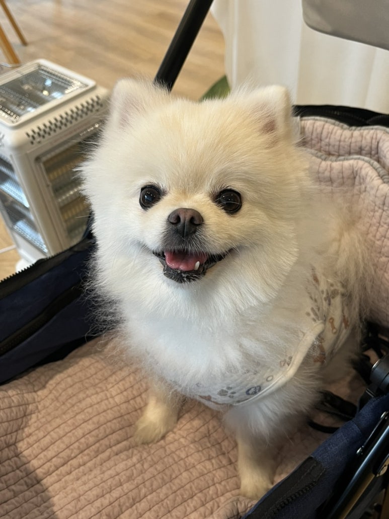 레이지쉽 이미지