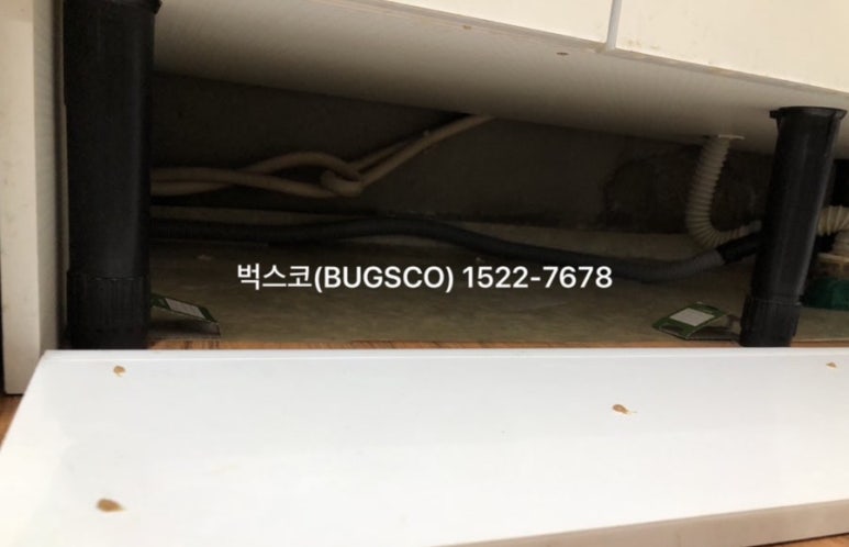 벅스코 이미지