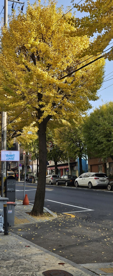 야미케이크 이미지