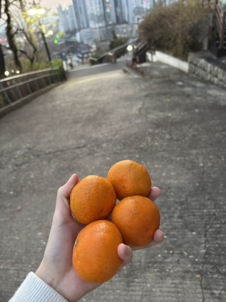 띠오렘 이미지