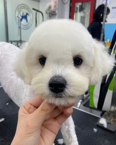 프로펫애견종합전문교육원 이미지