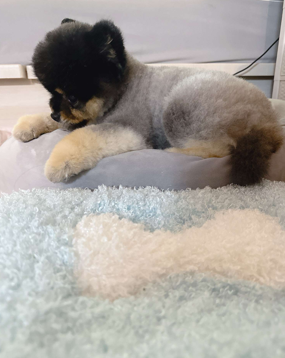 아따멍멍 이미지