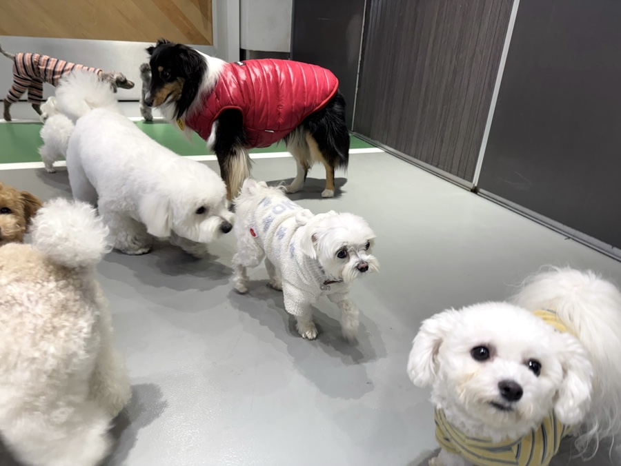 강남 강아지 유치원, 매달 바뀌는 프로그램과 시설 — 사진 10