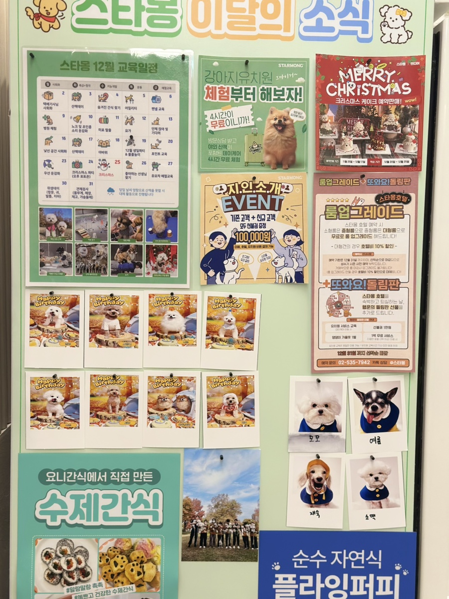 강남 강아지 유치원, 매달 바뀌는 프로그램과 시설 — 사진 5