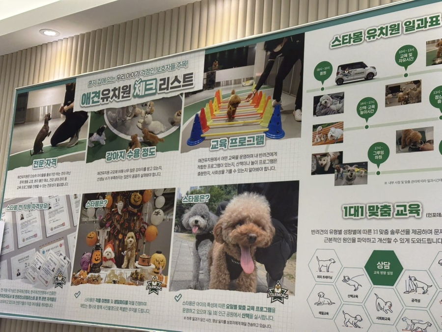 강남 강아지 유치원, 매달 바뀌는 프로그램과 시설 — 사진 4