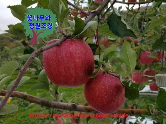 포항 안동 2026년 봄식재 사과나무 홍로 아리수 홍옥 사과나무 묘목 성목 결실주 분달이 판매 주문예약받습니다 추석제수용사과 ...