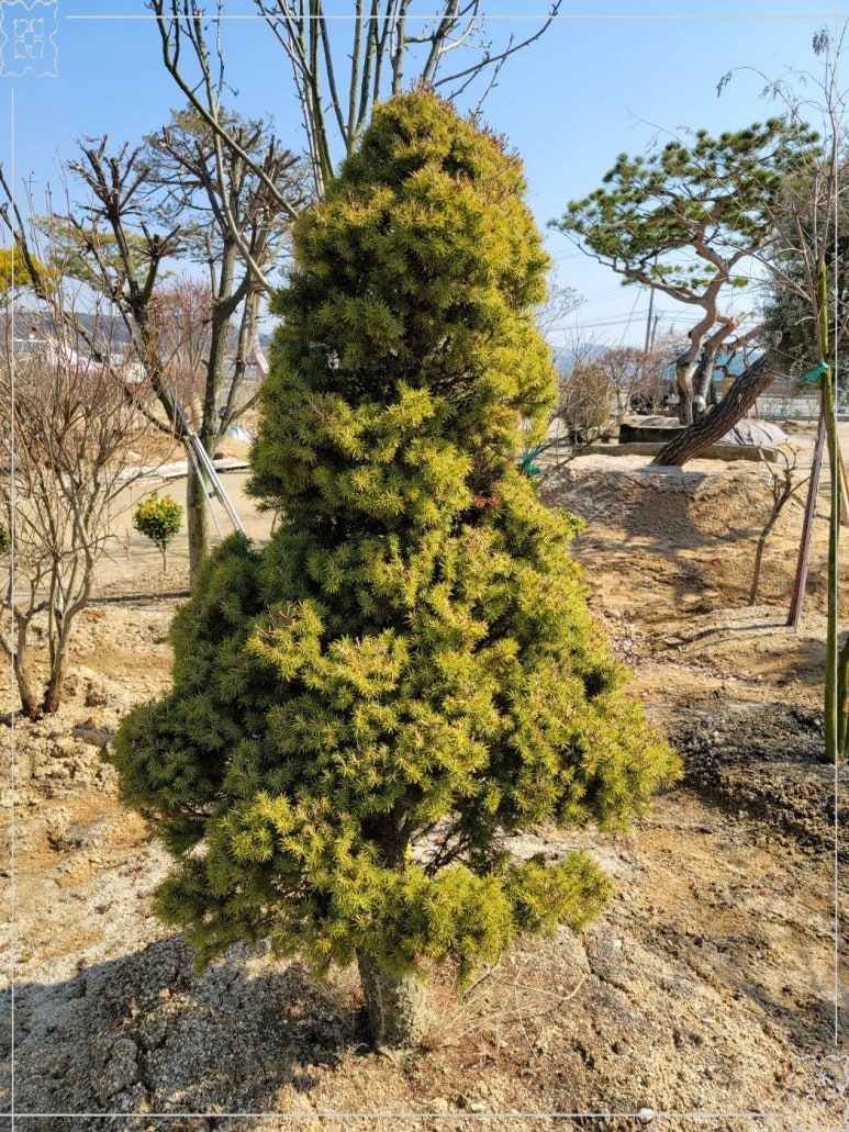 세종나무조경 이미지