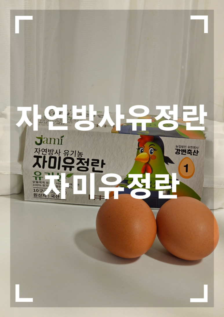 자미유정란 이미지
