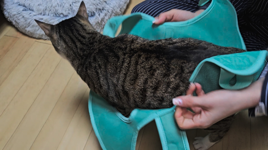 고양이 발톱깎이, 미용해먹으로 집에서 안전하게 관리하기 — 사진 15