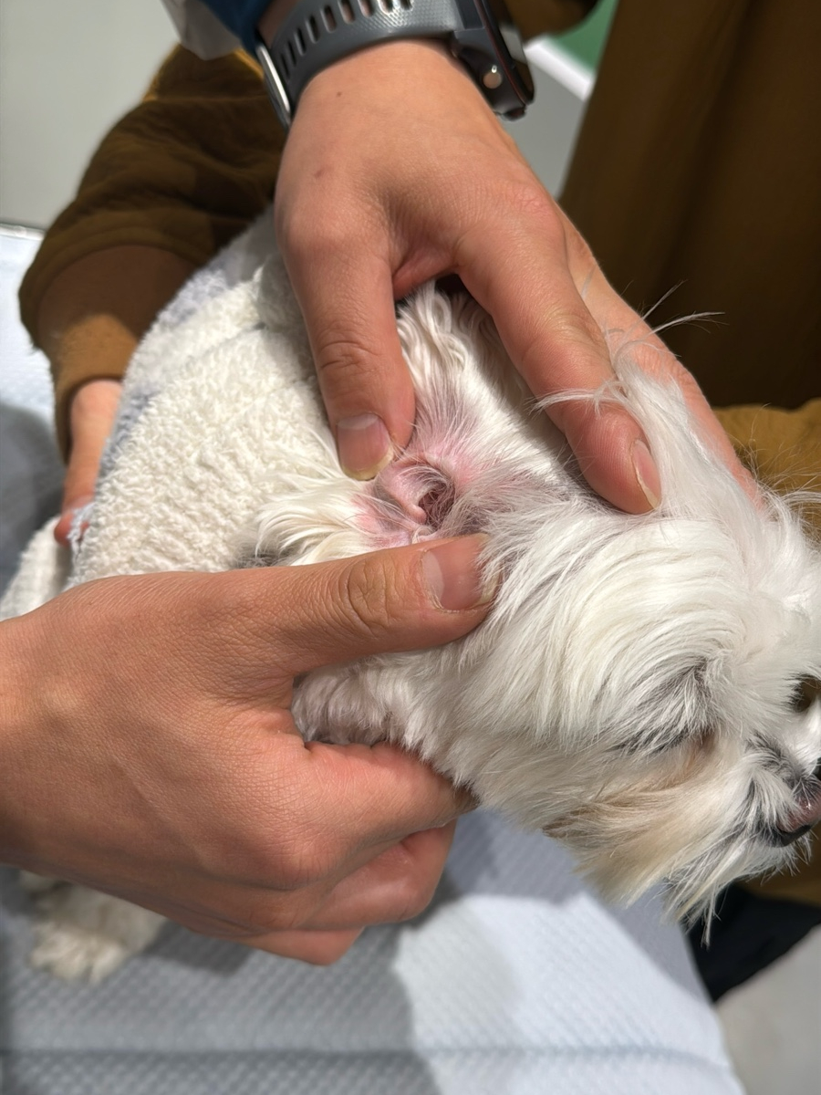 강남 강아지 유치원, 매달 바뀌는 프로그램과 시설 — 사진 11