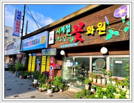 스타꽃화원 이미지