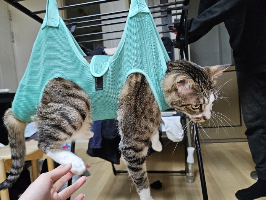 고양이 발톱깎이, 미용해먹으로 집에서 안전하게 관리하기 — 사진 17