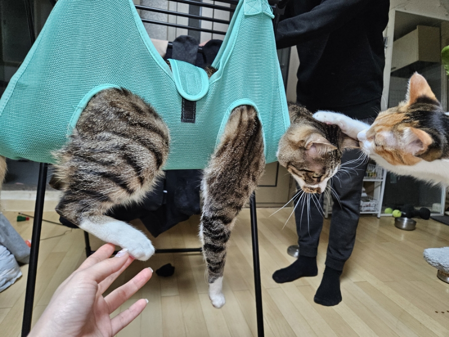 고양이 발톱깎이, 미용해먹으로 집에서 안전하게 관리하기 — 사진 19