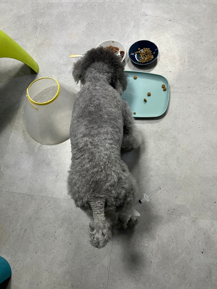 스노우의원 이미지