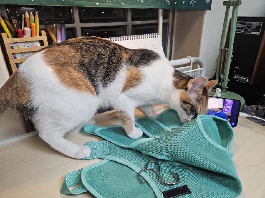 고양이 발톱깎이, 미용해먹으로 집에서 안전하게 관리하기 — 사진 14