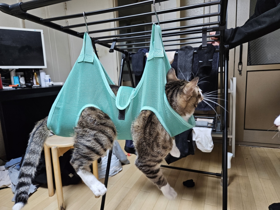 고양이 발톱깎이, 미용해먹으로 집에서 안전하게 관리하기 — 사진 16