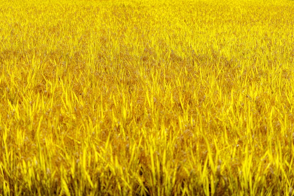 한복과사람들 이미지