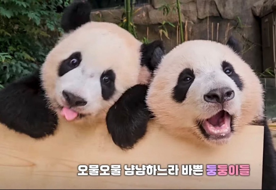 안녕숲 이미지