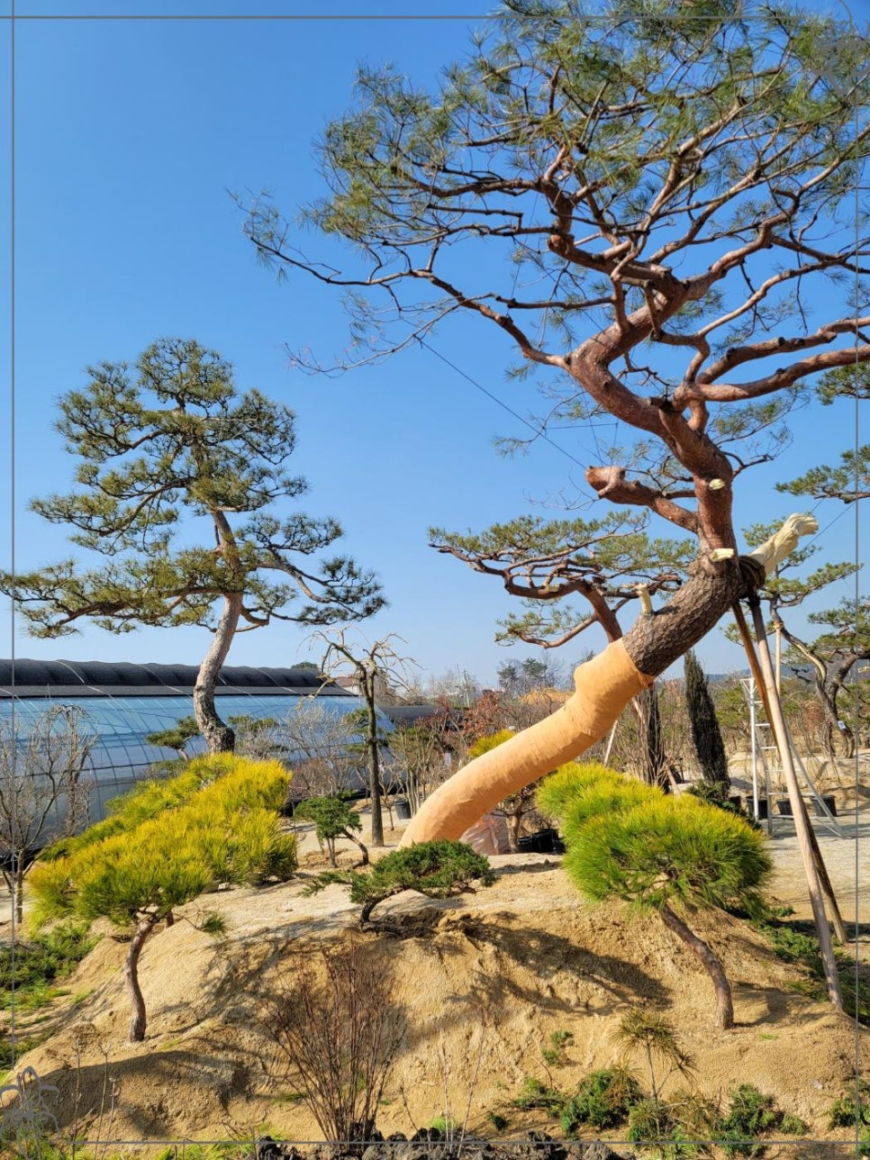 세종나무조경 이미지