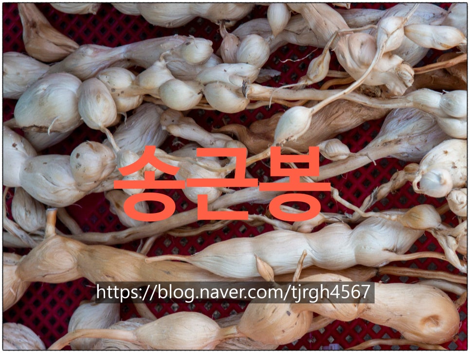 송화목재 이미지