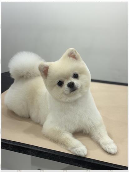뽀그리미용실 이미지