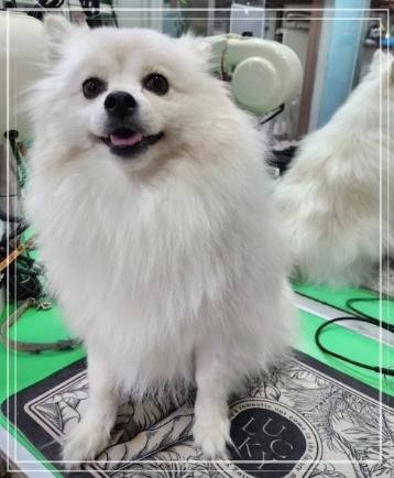 파트라슈 이미지