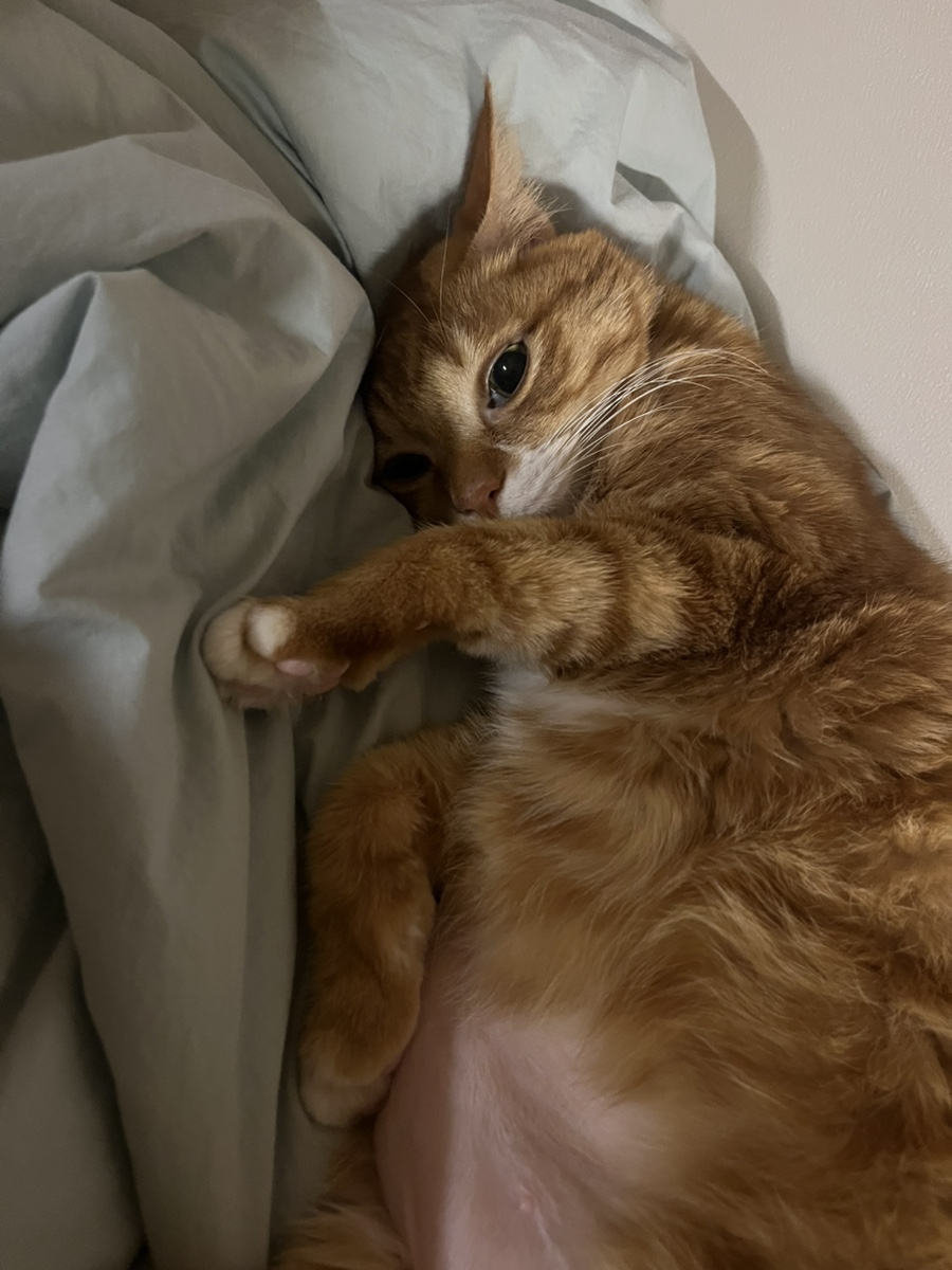 고카인 이미지
