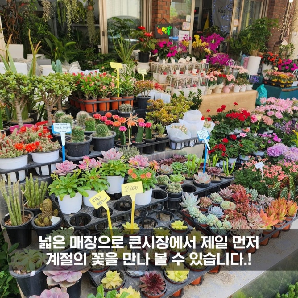 송미화원 이미지