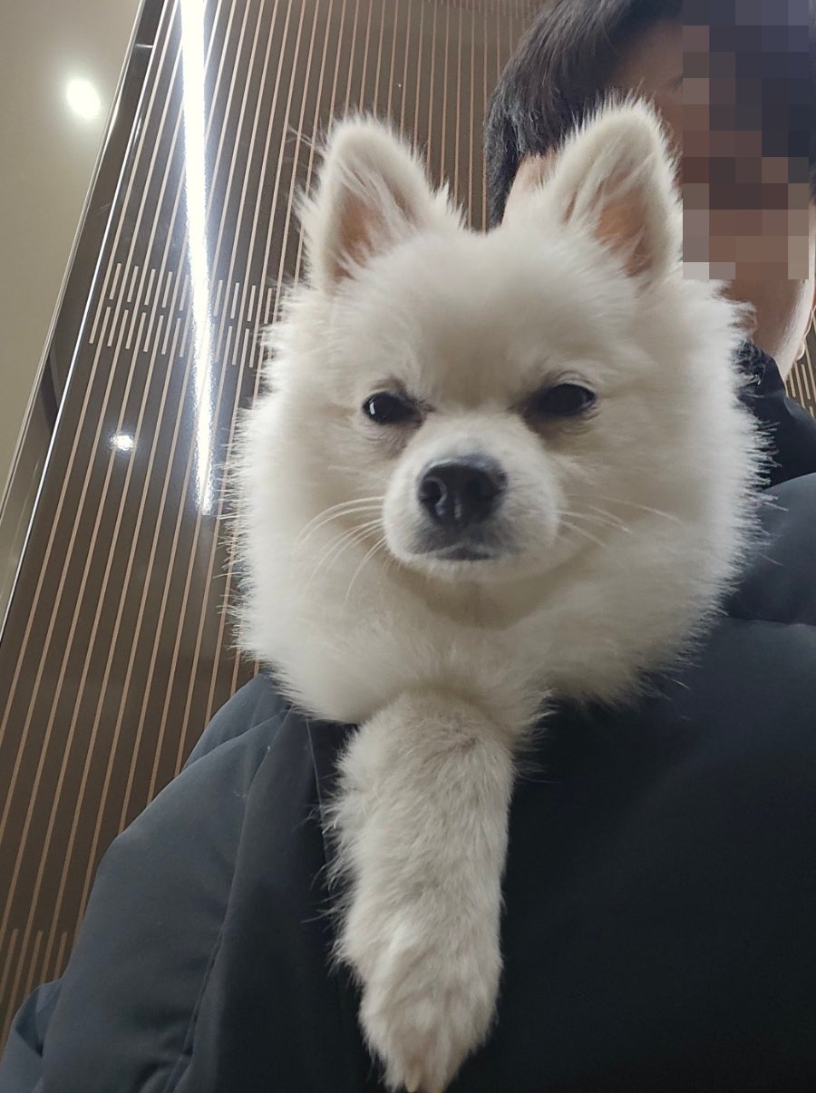 용인 죽전 올치애견유치원: 미용·호텔 가격 및 후기 — 사진 2