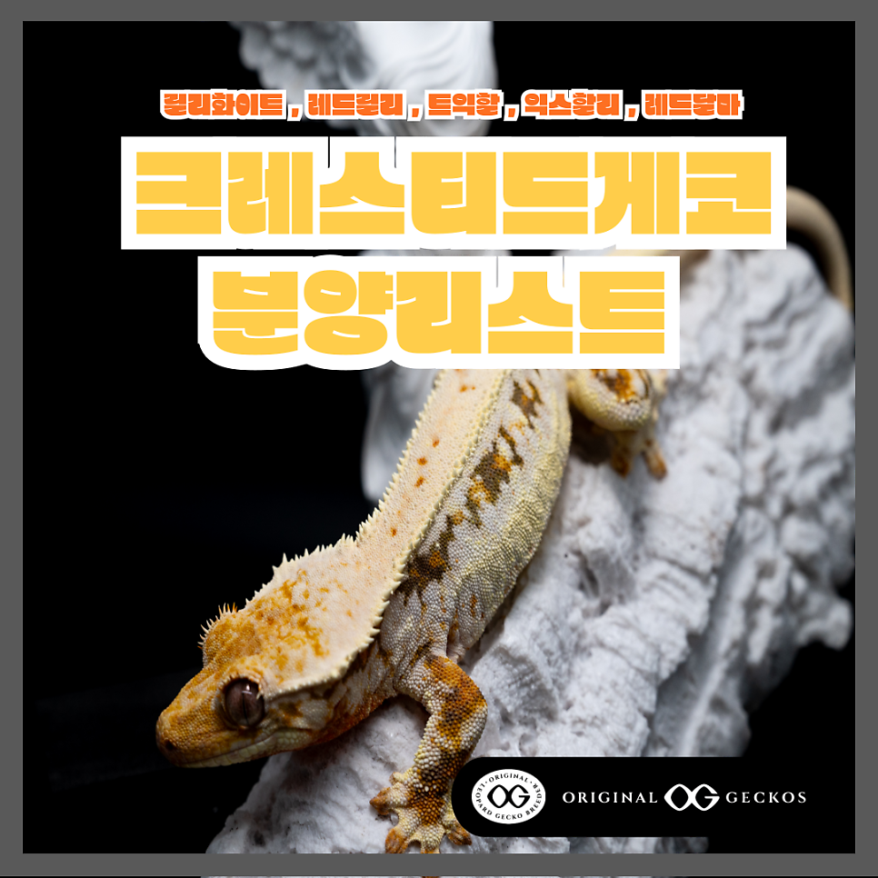 달마샵 이미지