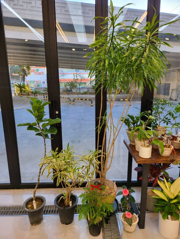 꽃피올라 이미지