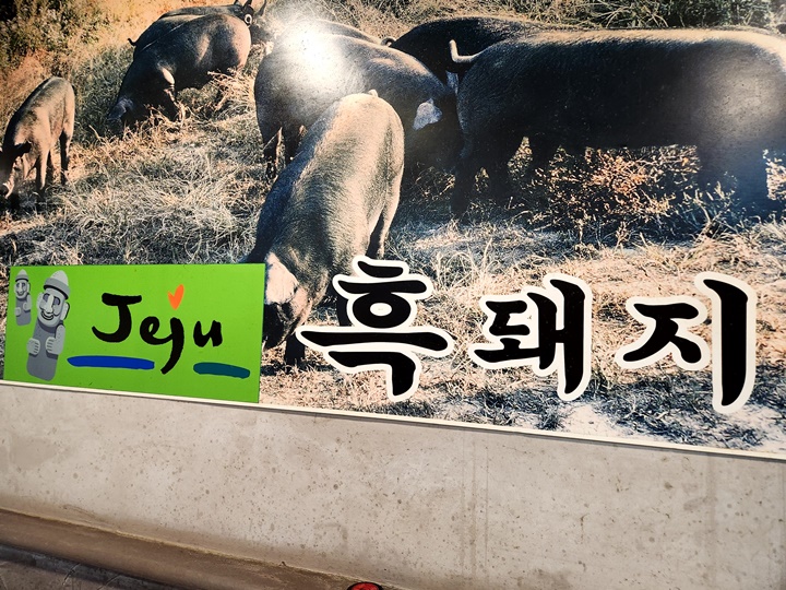 한돈 이미지