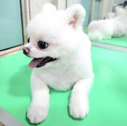 예쁜미용 이미지