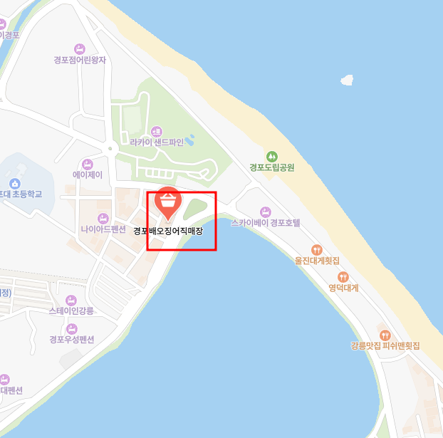 경포배오징어 이미지