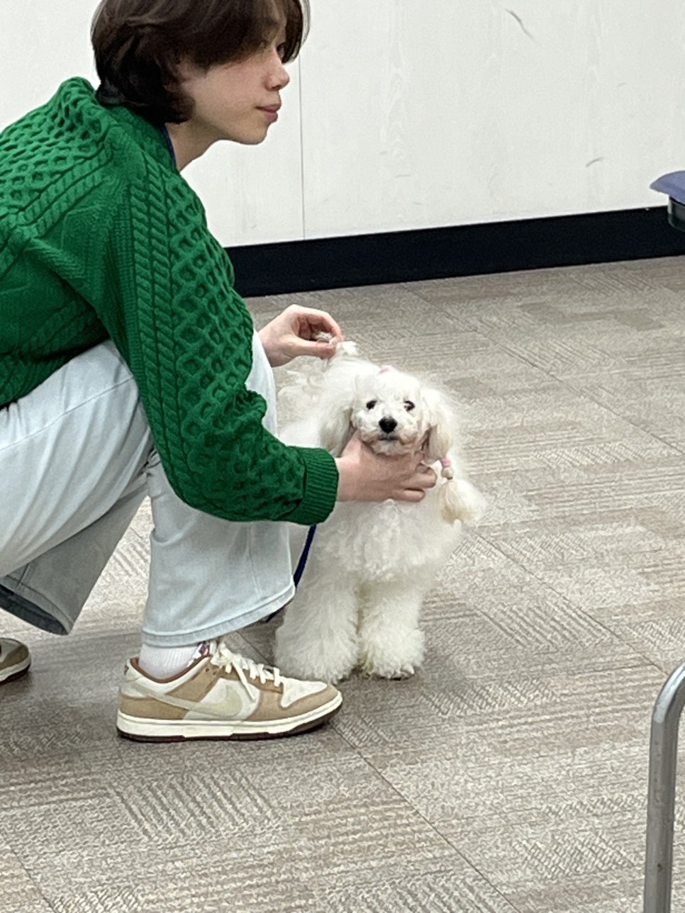 에이스애견미용학원 이미지