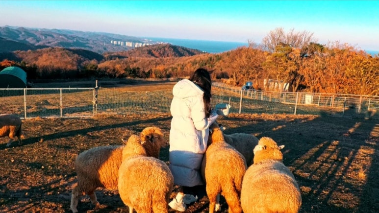법인울산양떼목장 이미지