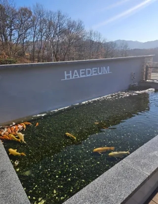 해듬꽃 이미지