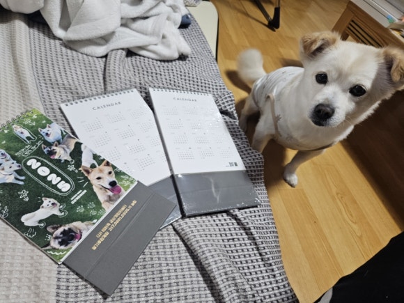 에버독 이미지