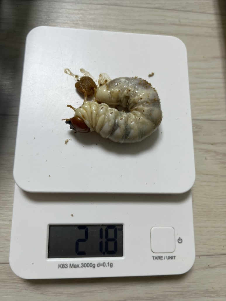 포텐슈 이미지