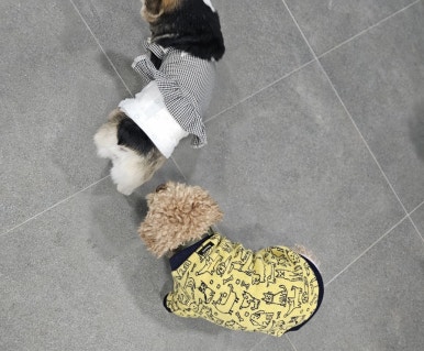 준토스 이미지