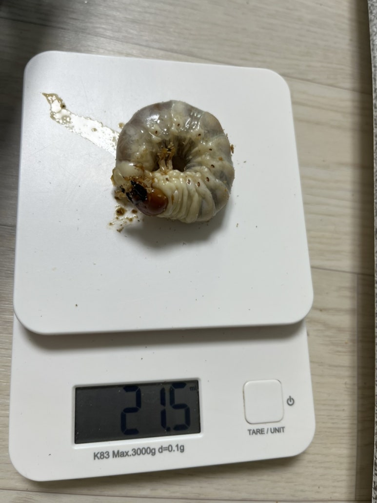 포텐슈 이미지